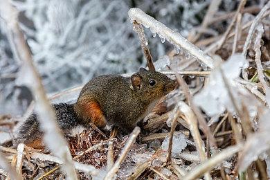 《MEGACHESS》免费登陆PC 肉鸽元素迷宫战旗